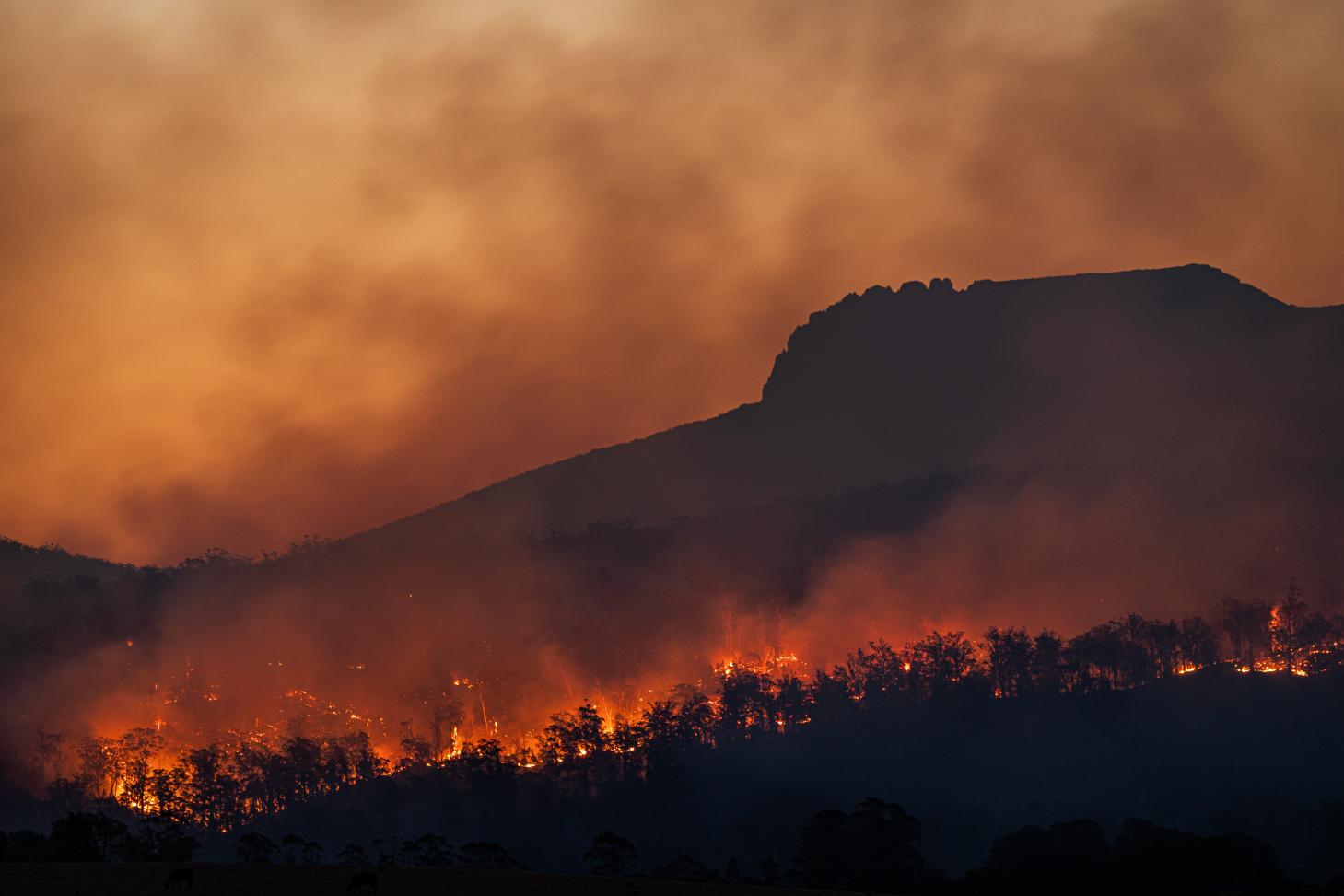 A wild rages in Tasmania, one of dozens of major fires to break out around the world in the last year